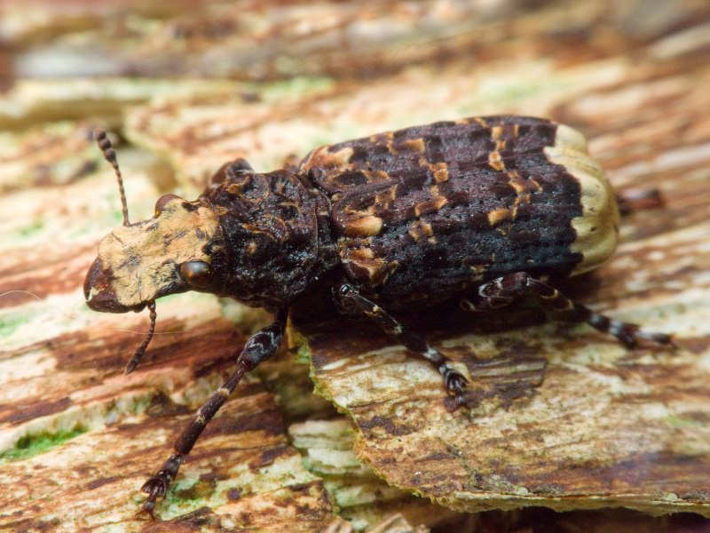 Platyrhinus resinosus (Scopoli, 1763)